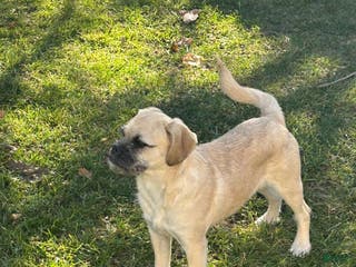 Mixed Breed dogs Mixed Breed Puppy 2 - Ad 11