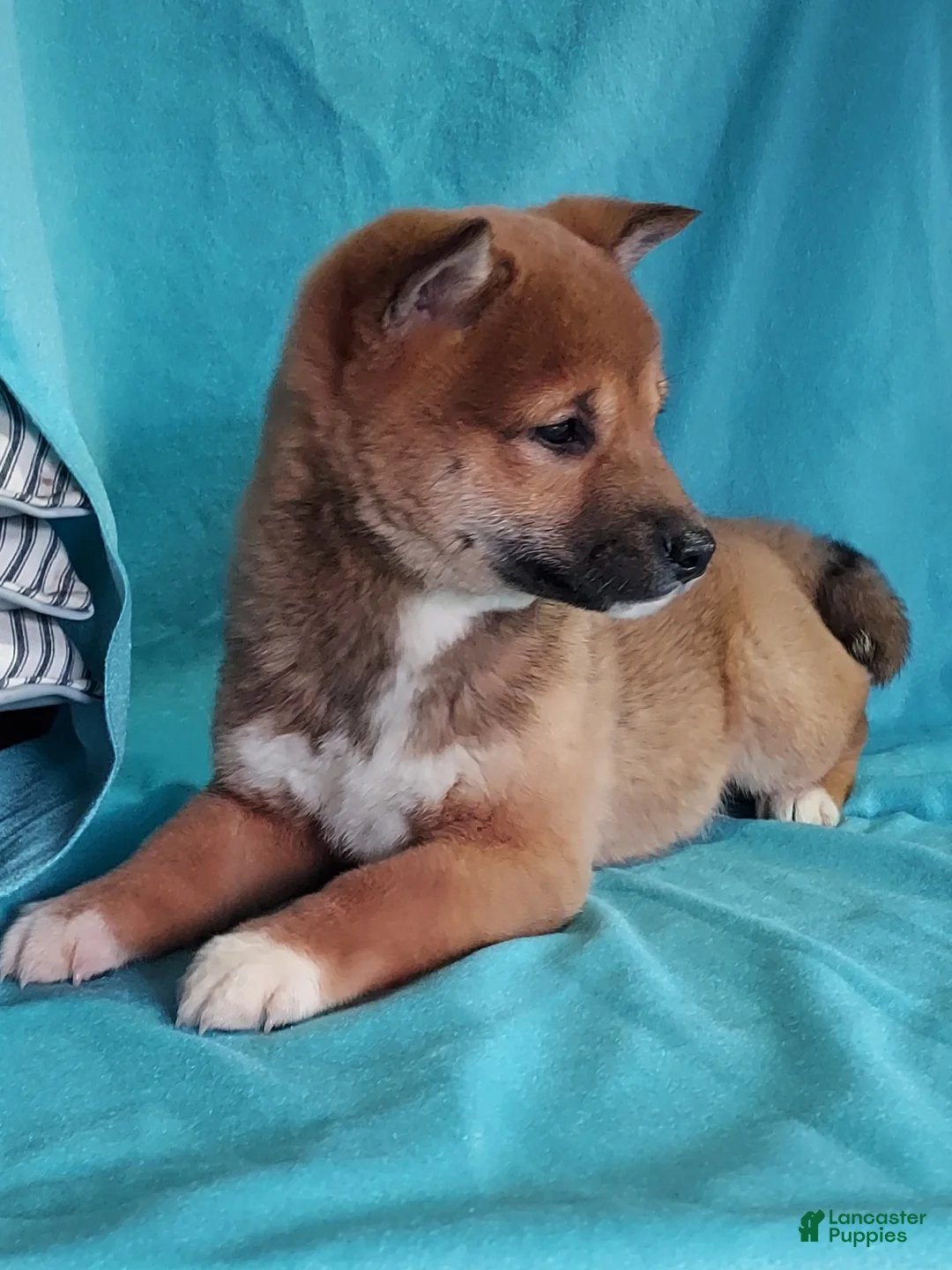 Shiba Inu dogs for sale: Shiba Inu Puppy 2 - Ad 1