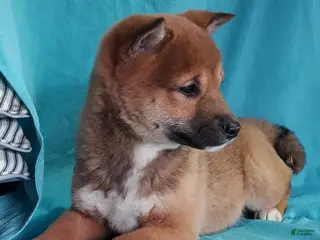 Shiba Inu dogs for sale: Shiba Inu Puppy 2 - Ad 1