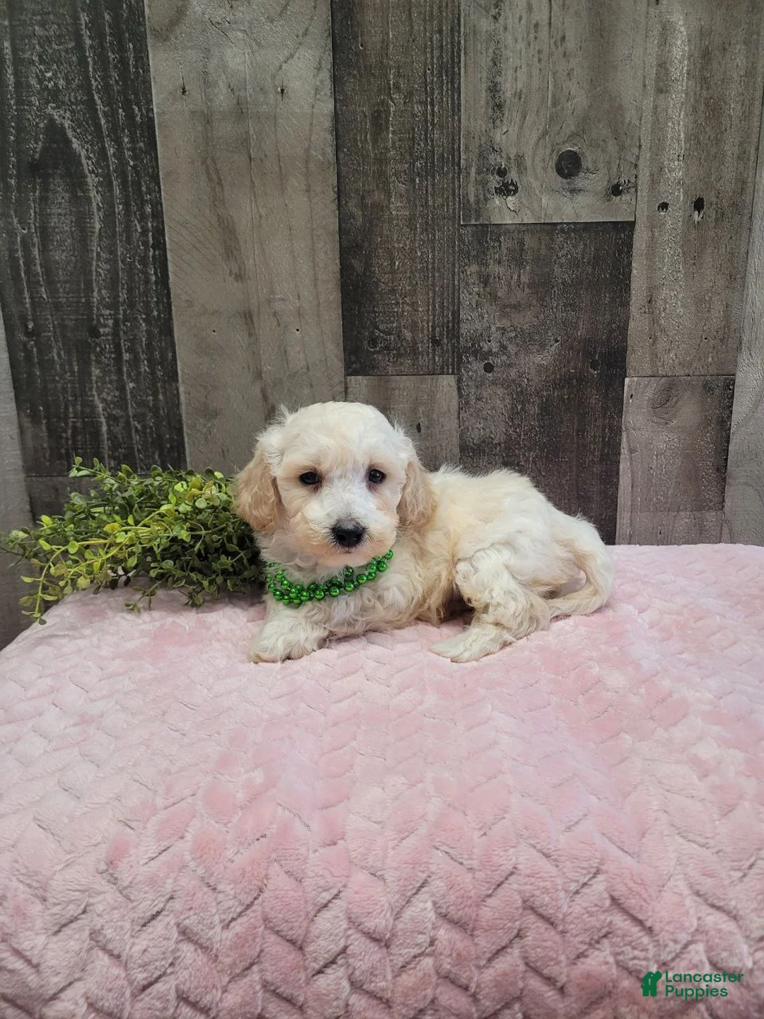 Bichpoo dogs for sale: Teddy - Ad 5