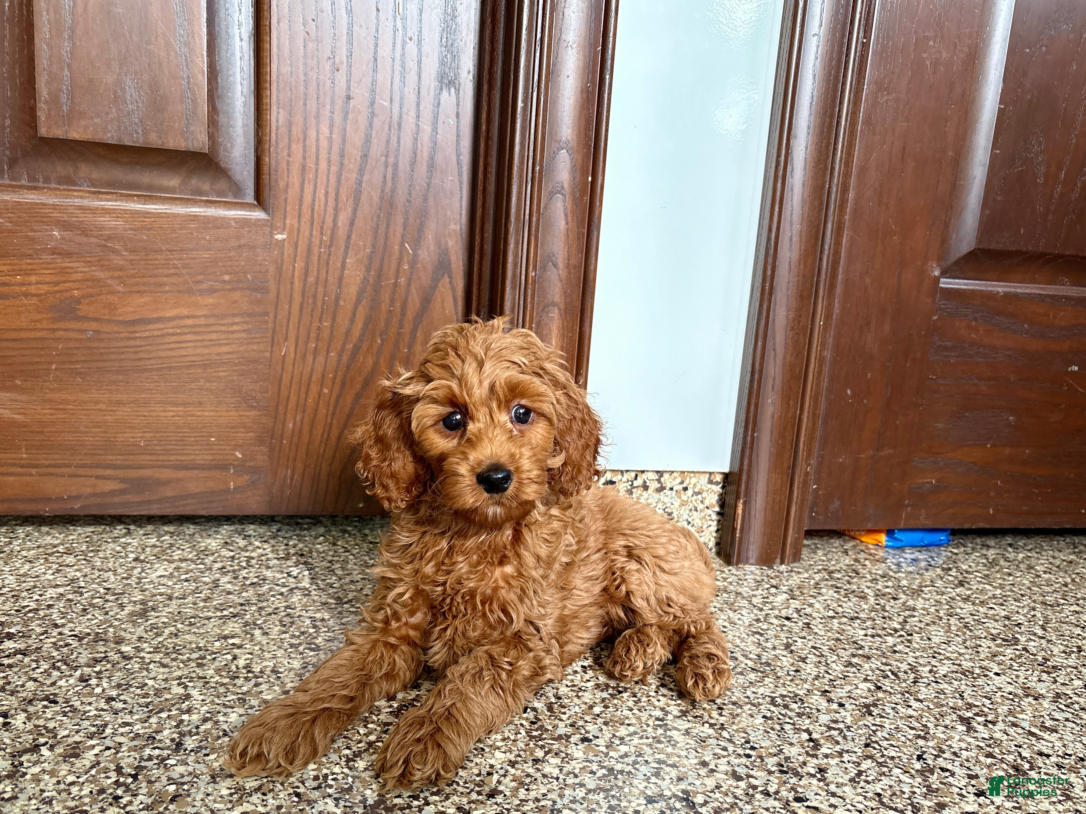 Cockapoo dogs Cockapoo male 1 - Ad 2