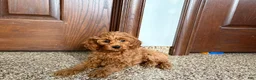 Cockapoo dogs for sale: Cockapoo male 1 - Ad 2