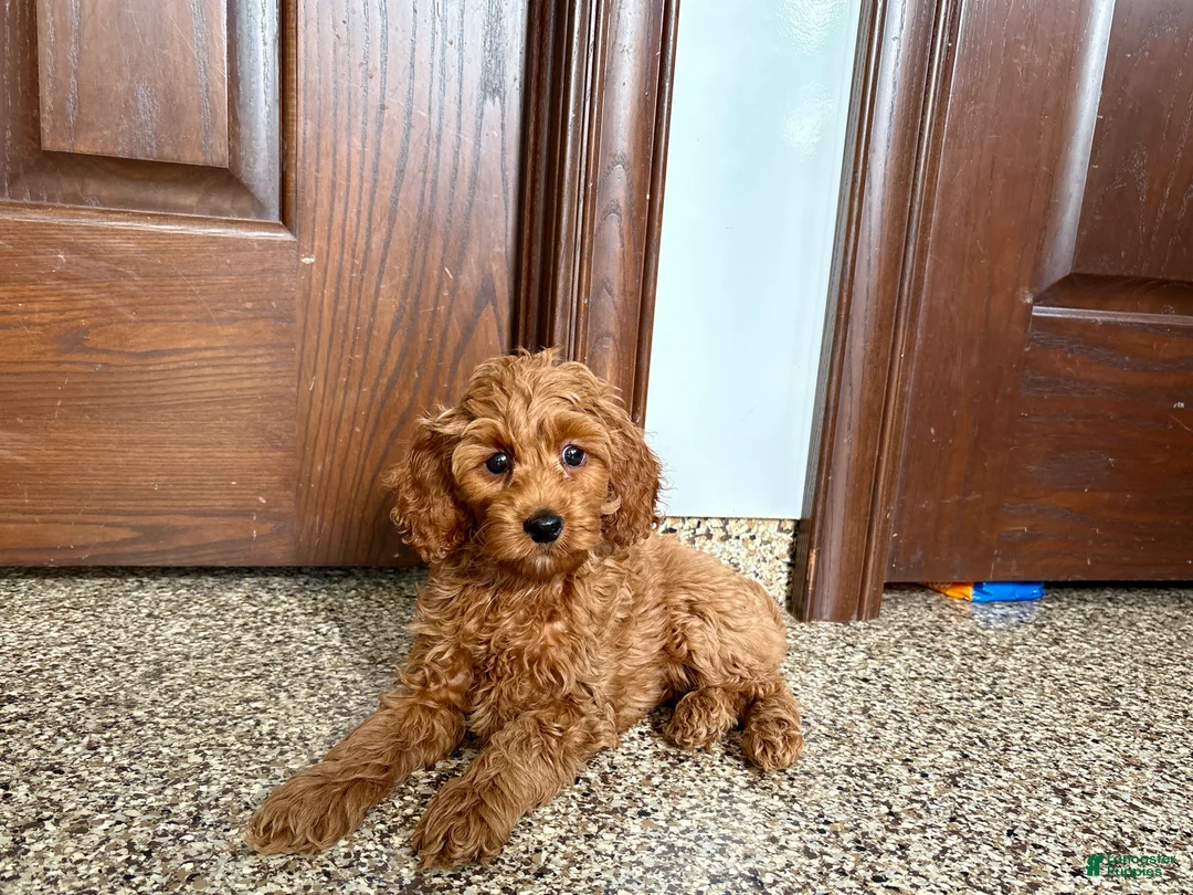 Cockapoo dogs for sale: Cockapoo male 1 - Ad 2