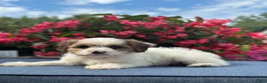 Finn