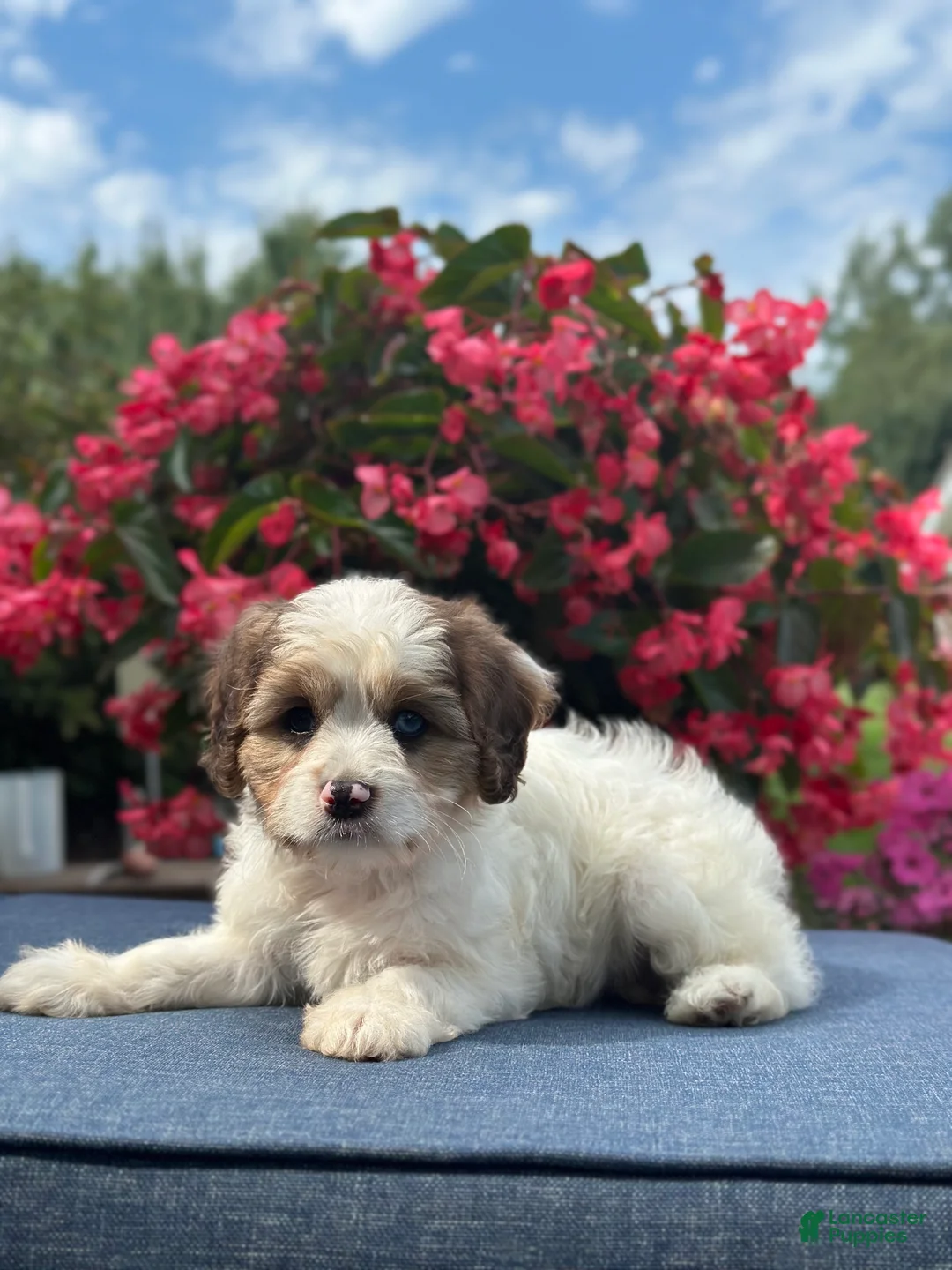 Cavapoo dogs for sale: Finn - Ad 1