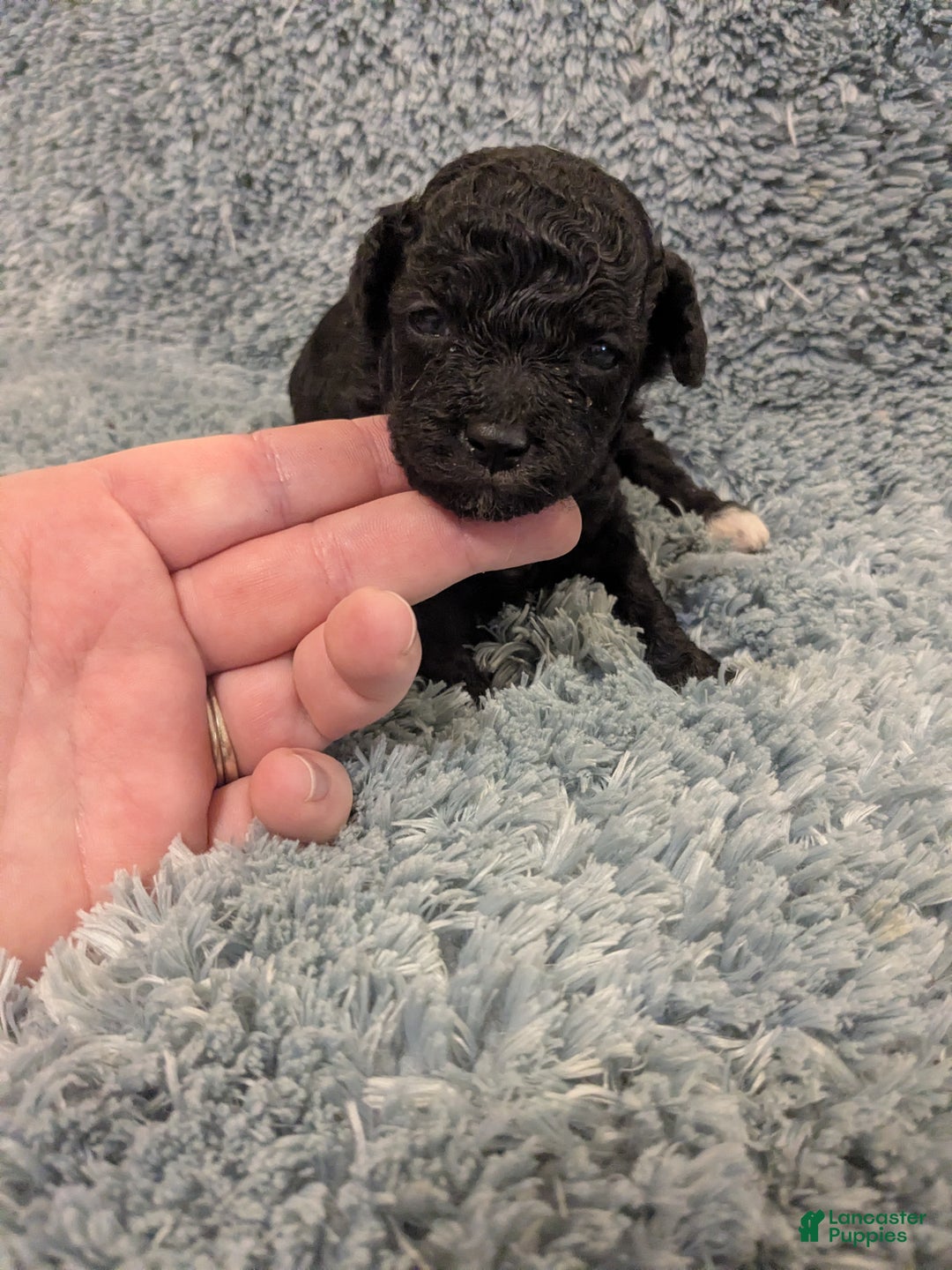 Toy Poodle dogs for sale: Toy Poodle Puppy 1 - Ad 3