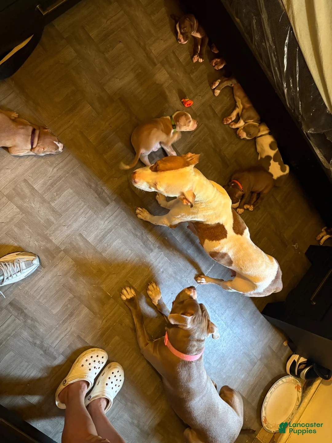 American Pit Bull Terrier dogs for sale: American Pit Bull Terrier 2 - Ad 2