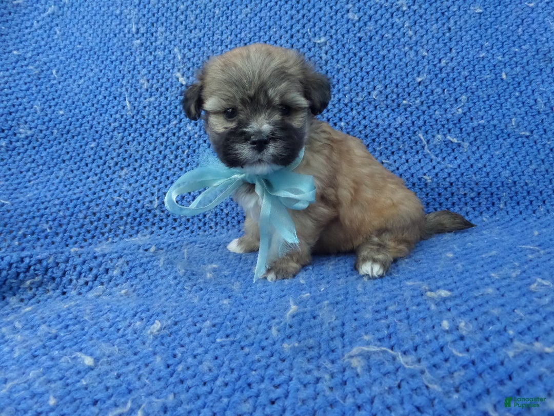 Shorkie dogs for sale: Jax - Ad 1