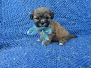 Shorkie dogs Jax - Ad 7