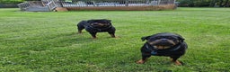 Rottweiler dogs for sale: Rottweiler Puppy 4 Purple Girl  - Ad 8