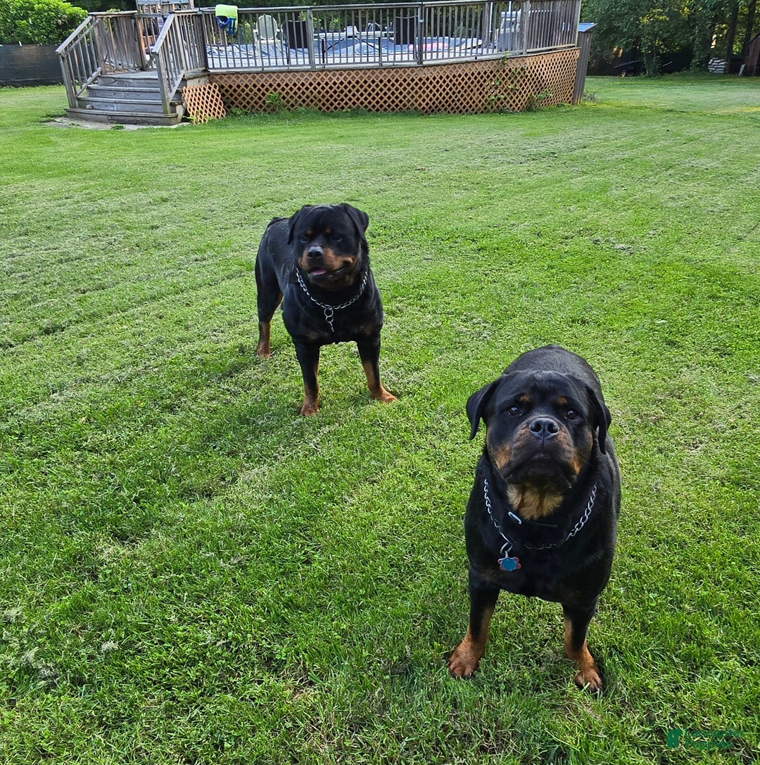 Rottweiler dogs for sale: Rottweiler Puppy 4 Purple Girl  - Ad 8