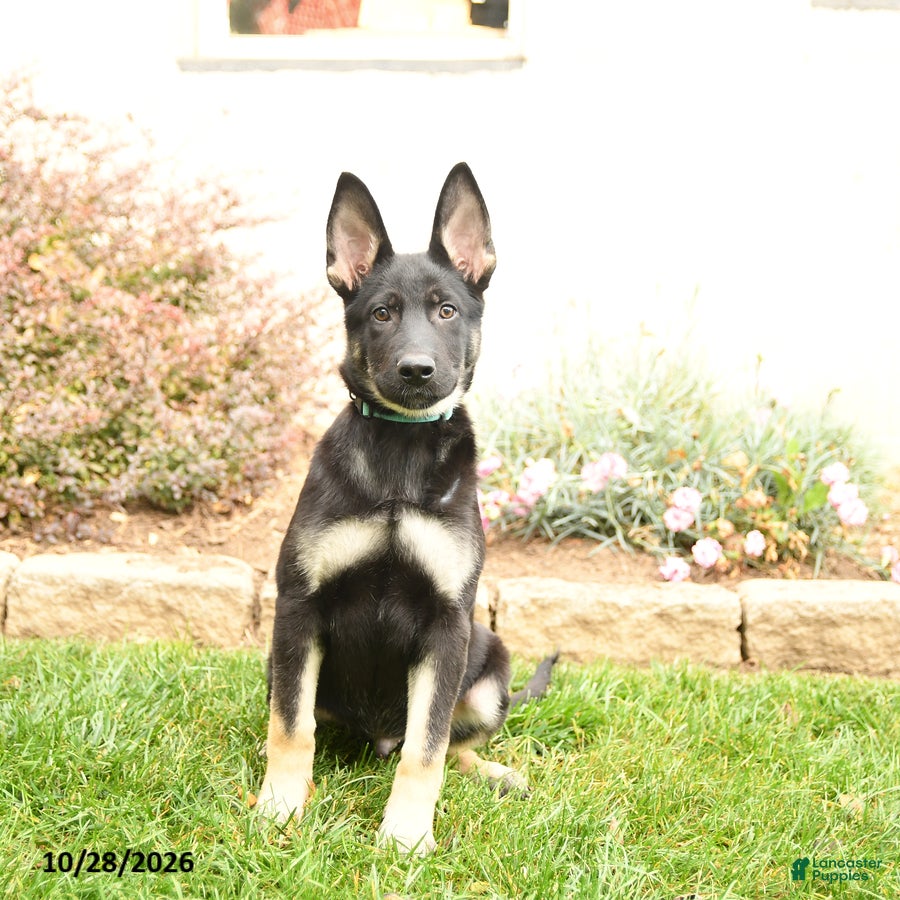 Gerberian Shepsky dogs for sale: Tyler - Ad 2