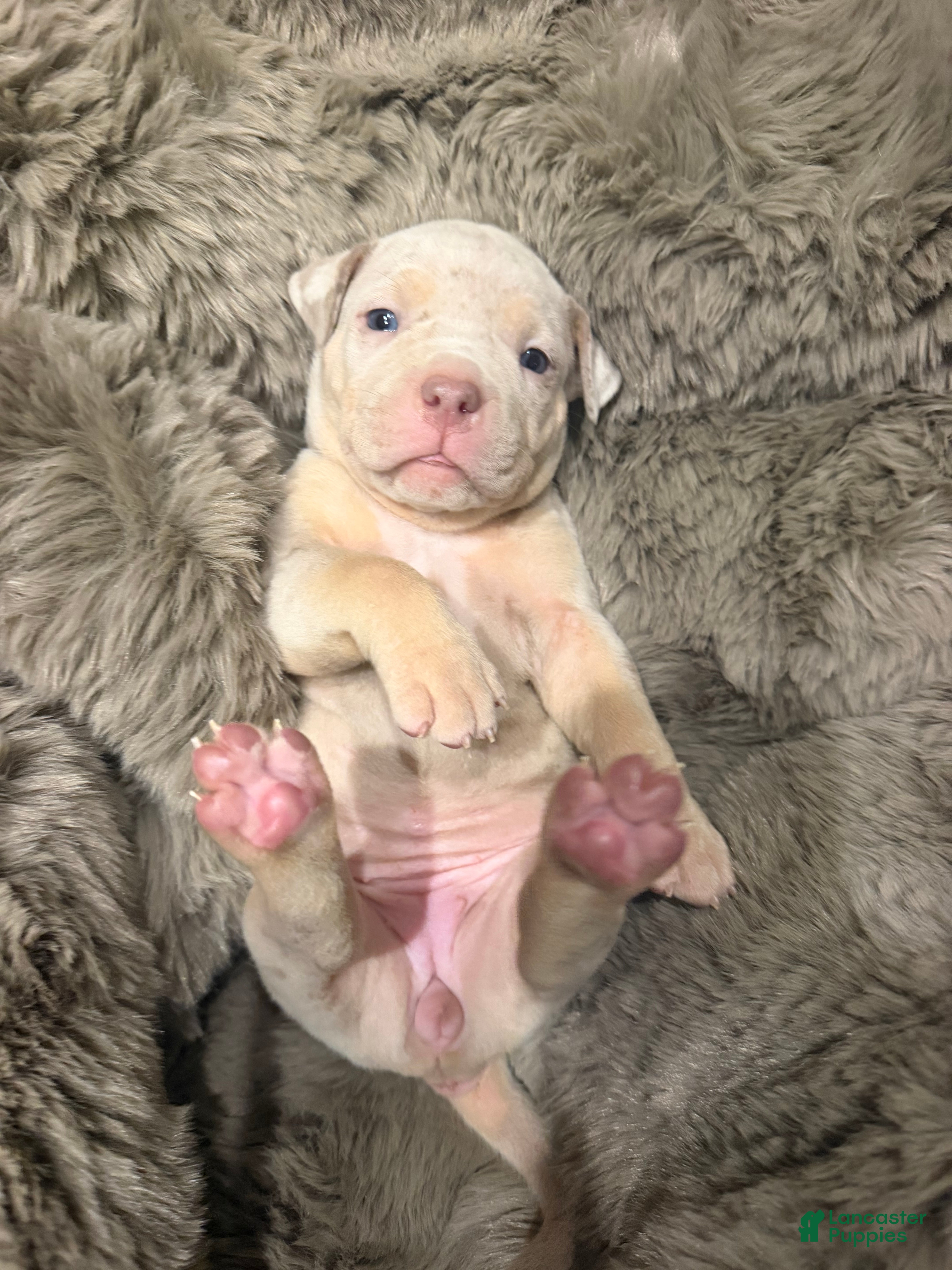 American Bully dogs Pearl - Ad 1
