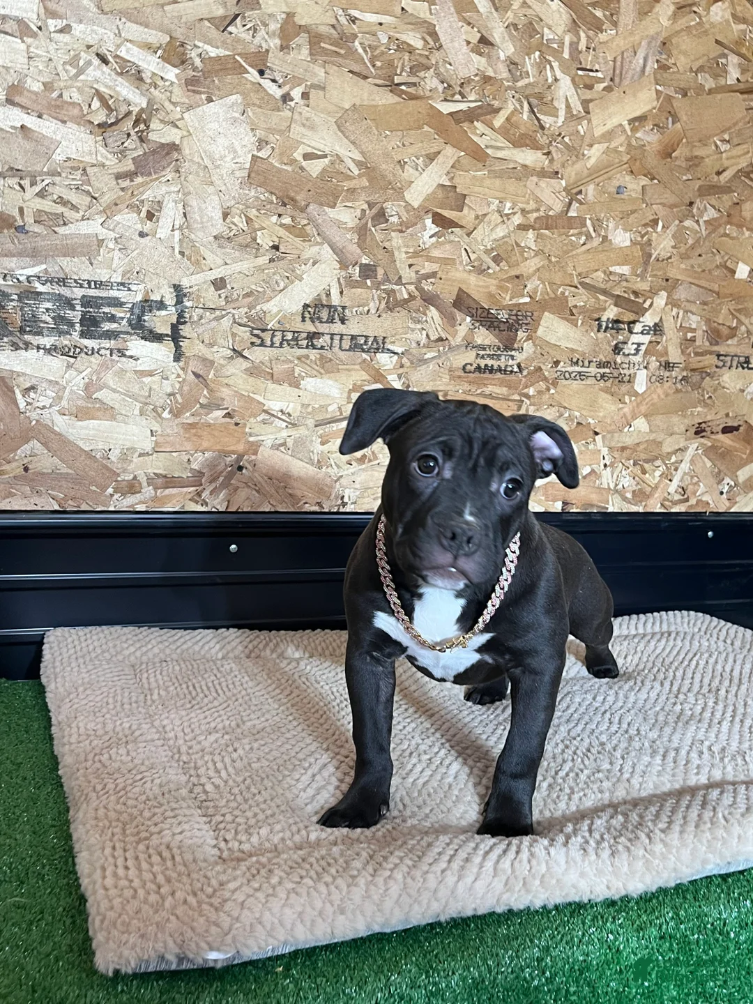 American Bully dogs for sale: Nova - Ad 8