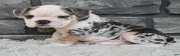 Beabull dogs for sale: Tank - Ad 2