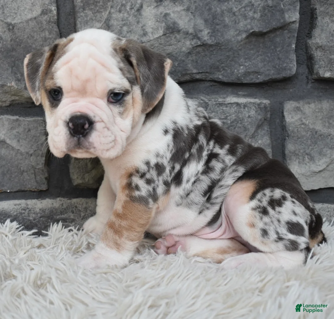 Beabull dogs for sale: Tank - Ad 2