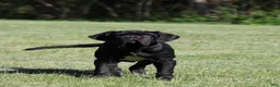 Neapolitan Mastiff dogs for sale: Neapolitan Mastiff Puppy 1 - Ad 4