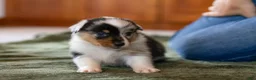 Mixed Breed dogs for sale: Jasper  - Ad 12