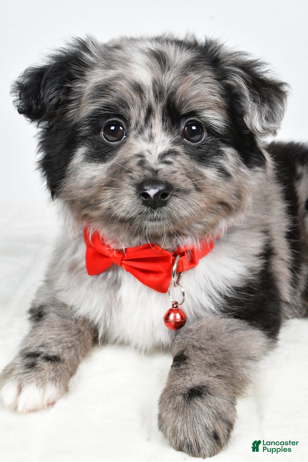 Mini Aussiedoodle dogs for sale: Blace - Ad 9