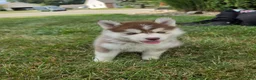 Pomsky dogs for sale: Piper - Ad 11