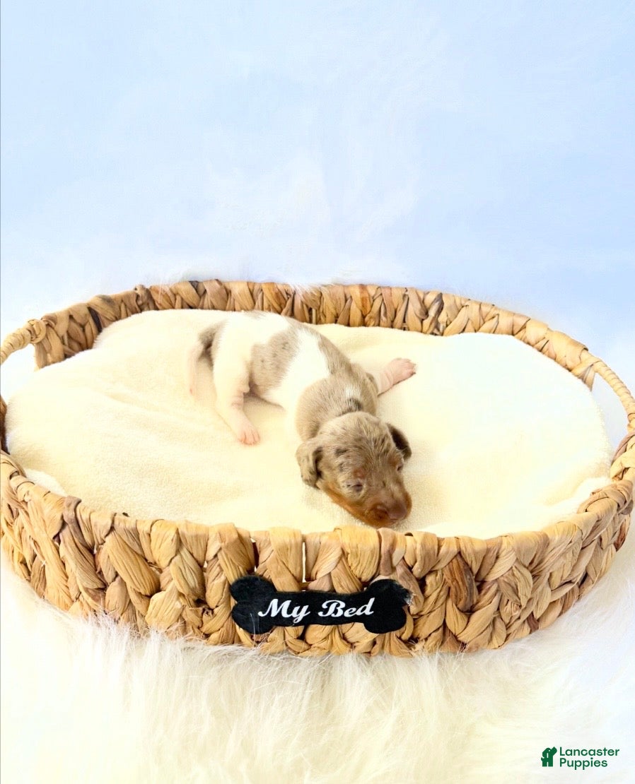 Miniature Dachshund dogs for sale: AKC Belle  - Ad 6