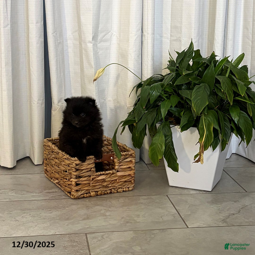 Pomeranian dogs for sale: Libby - Ad 3
