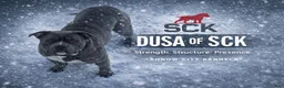 American Bully dogs for sale: American Bully 4 - Ad 2