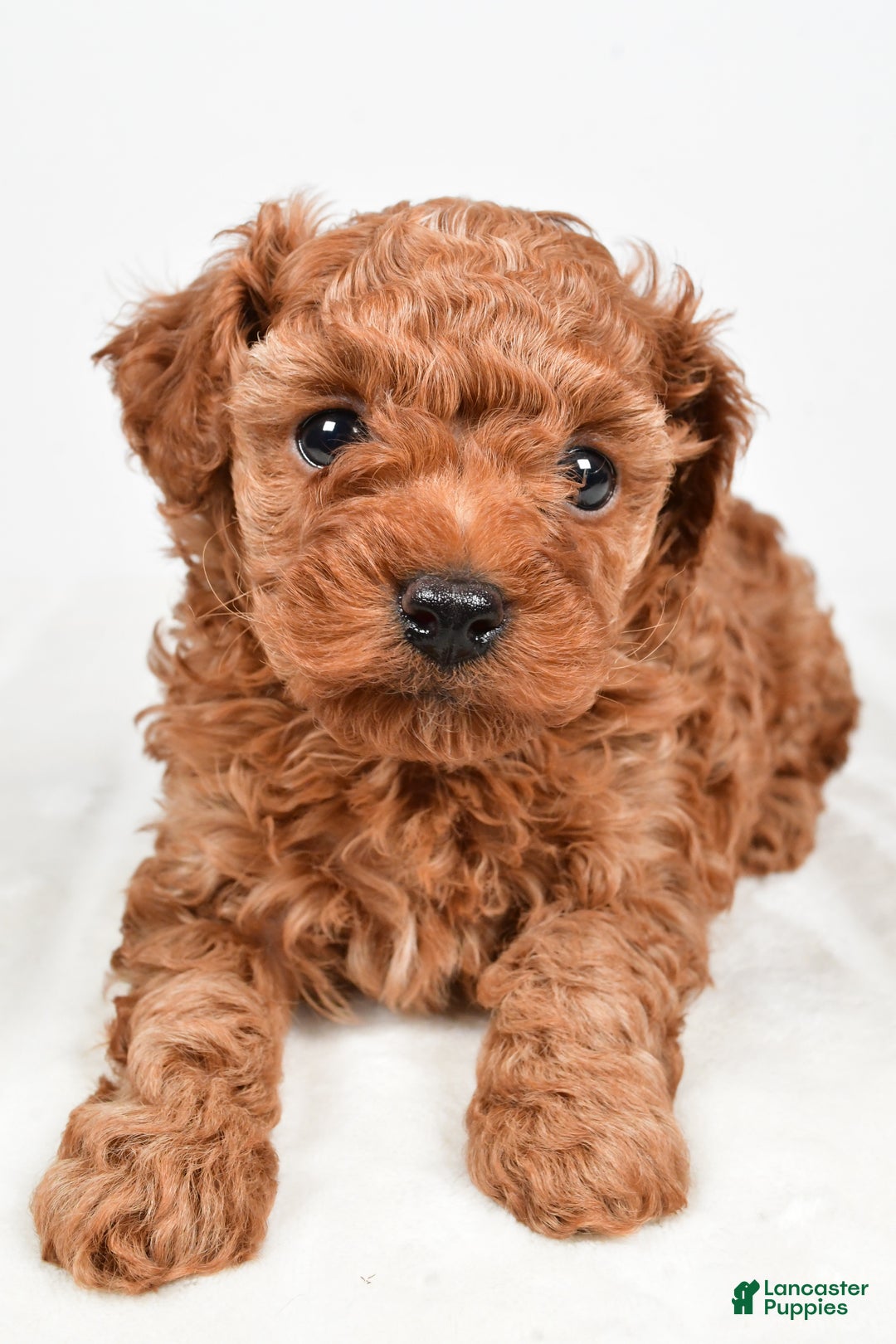 Miniature Poodle dogs for sale: Brady - Ad 7