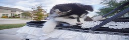 Alaskan Malamute dogs for sale: Xiao Huang - Ad 10