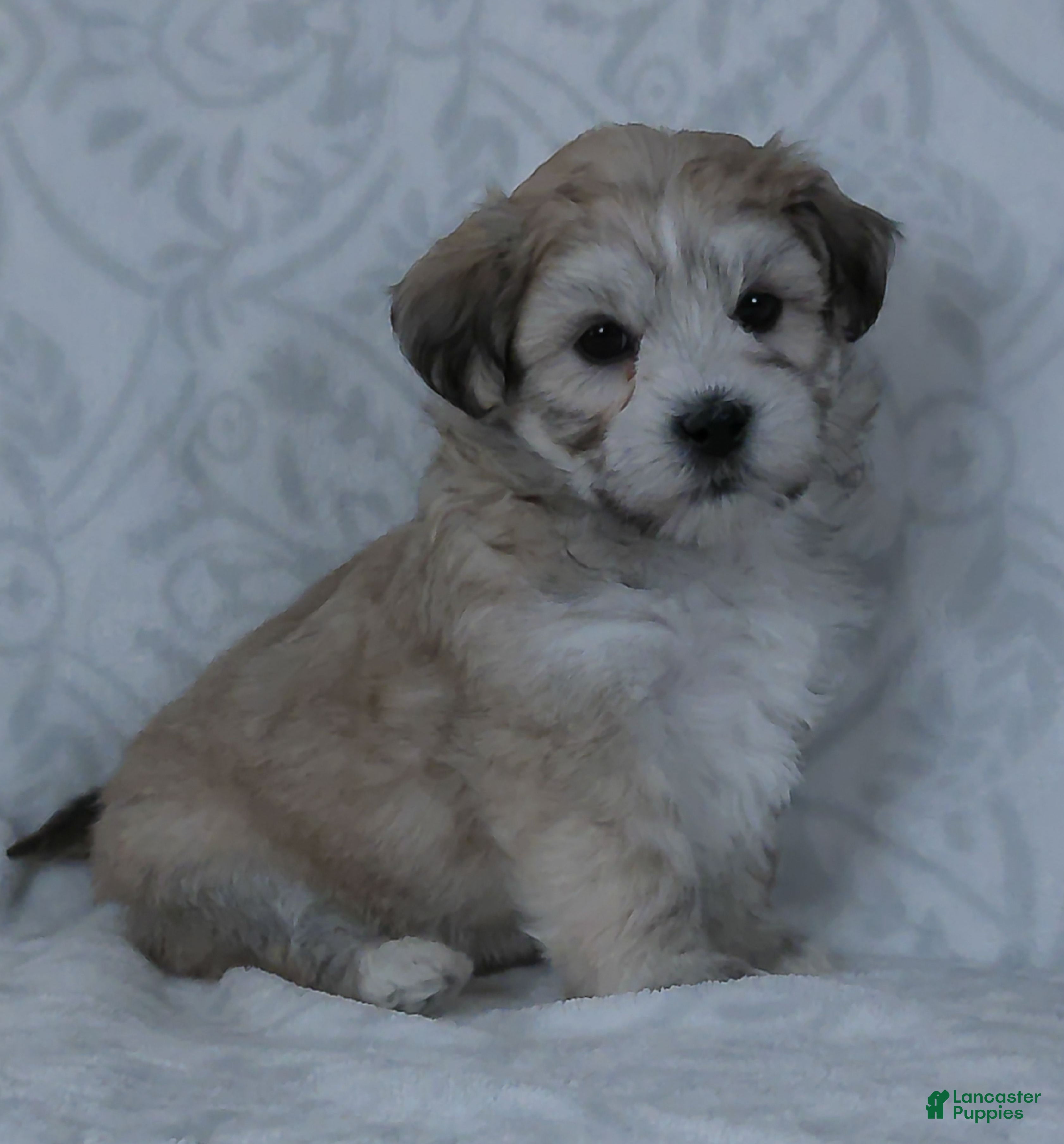 Teddy Bear dogs Bruno - Ad 1