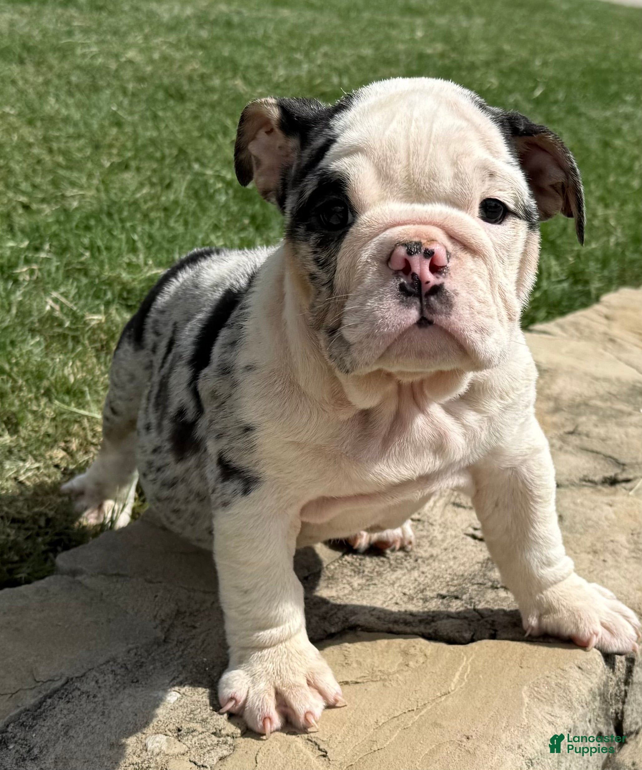 English Bulldog dogs Sophia - Ad 2