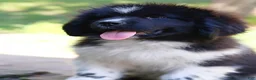 Newfoundland dogs for sale: Rosalina - Ad 1