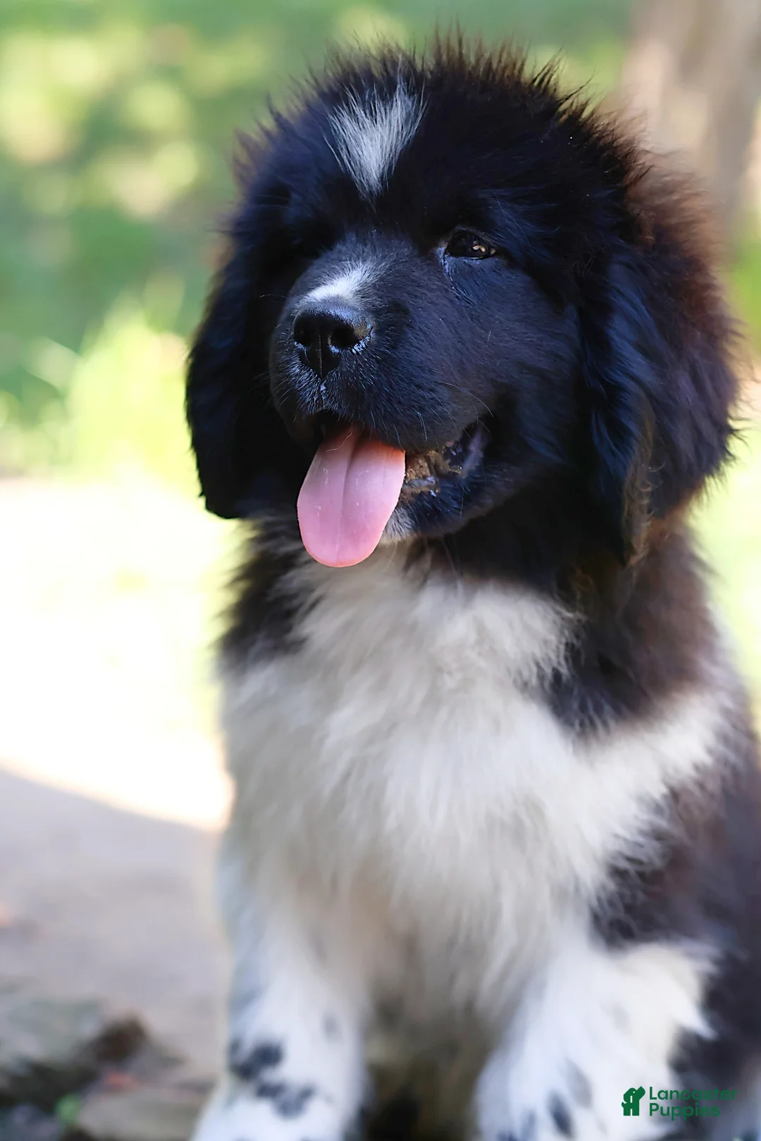 Newfoundland dogs for sale: Rosalina - Ad 1