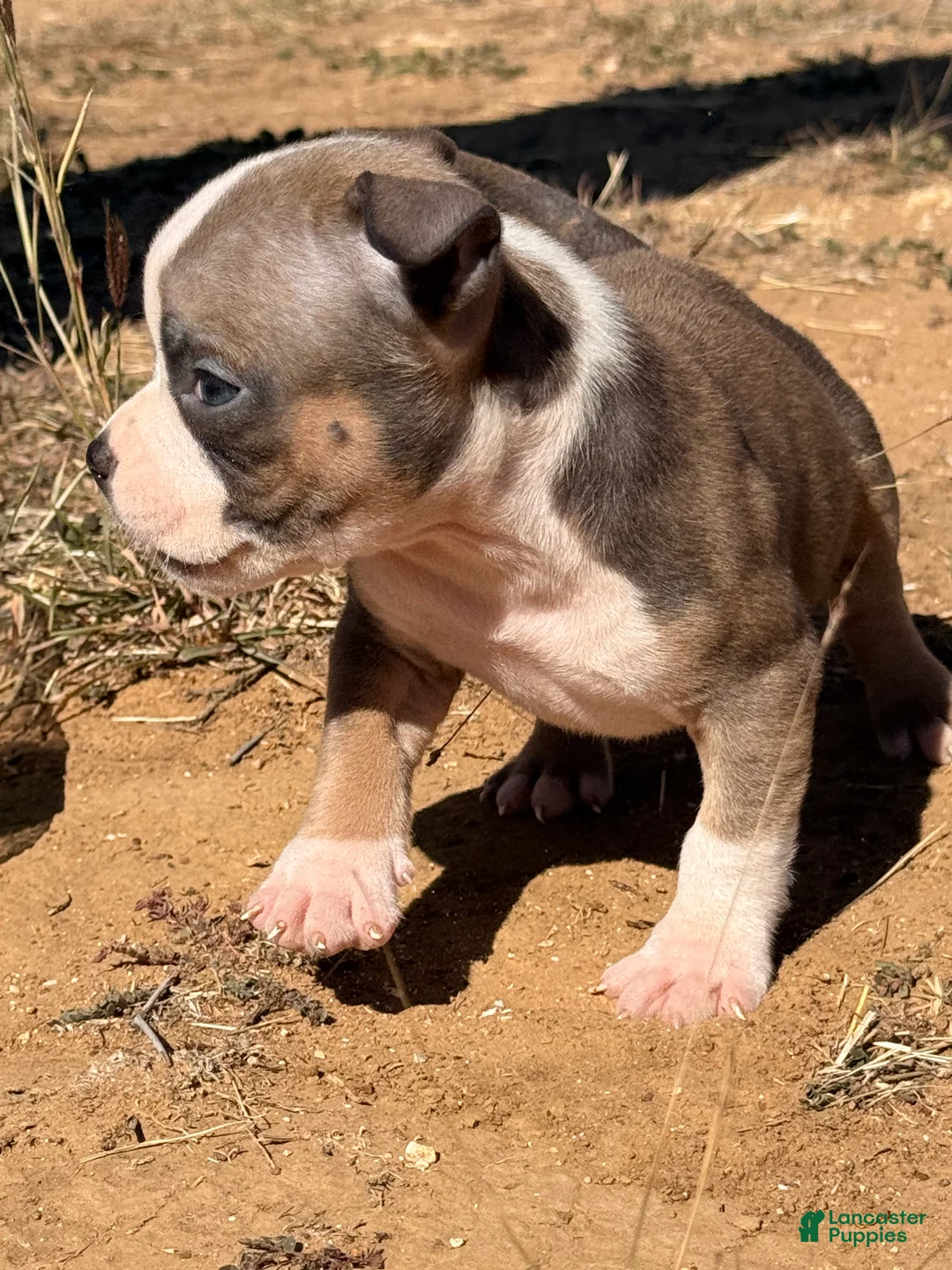 American Bully dogs for sale: American Bully Puppy 3 - Ad 2