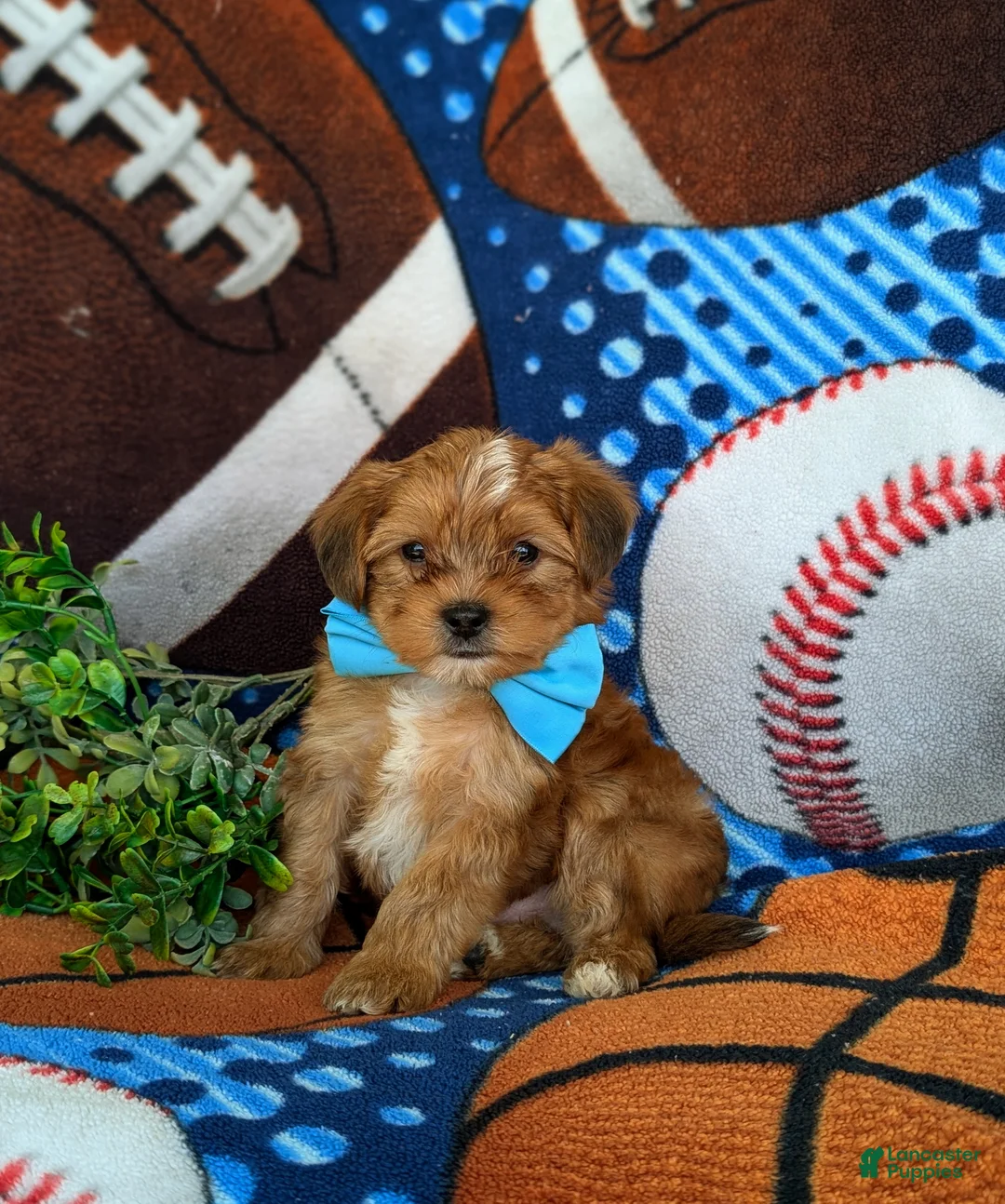 Shorkie dogs for sale: Lucas Hypoallergenic - Ad 2