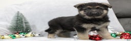 German Shepherd dogs for sale: Aspen - Ad 6