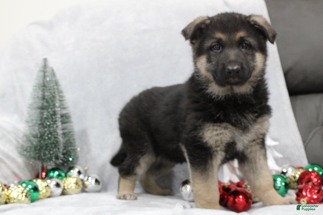 German Shepherd dogs for sale: Aspen - Ad 6