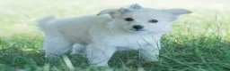 Chihuahua dogs for sale: Echo - Ad 4
