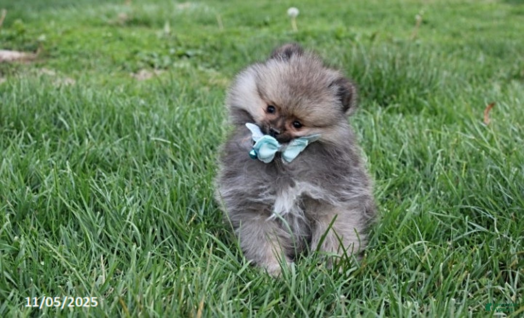 Pomeranian dogs for sale: Major - Ad 13