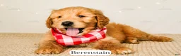 Goldendoodle dogs for sale: Berenstain - Ad 11