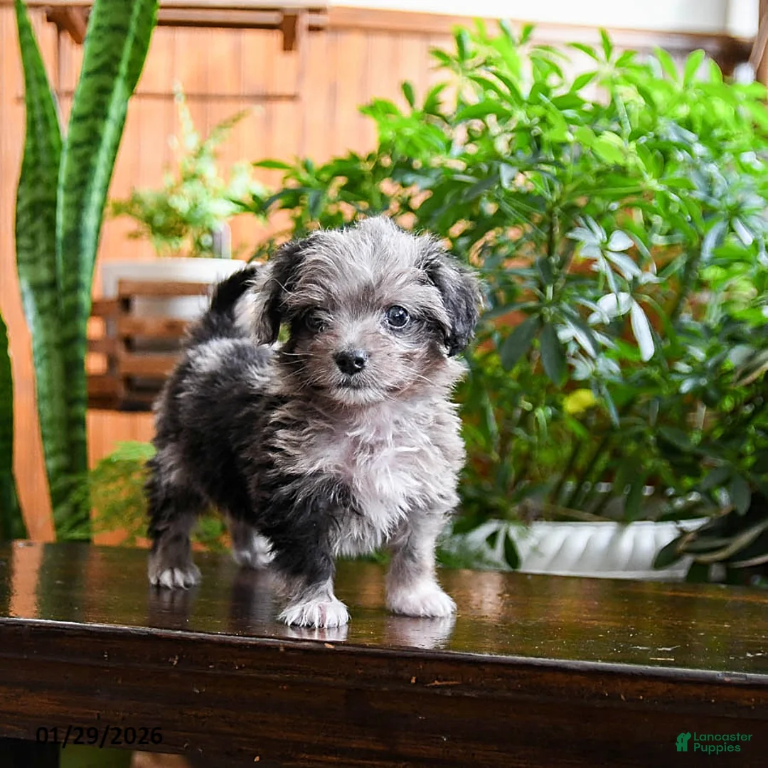 Sheltiedoodle dogs for sale: Lolo - Ad 2