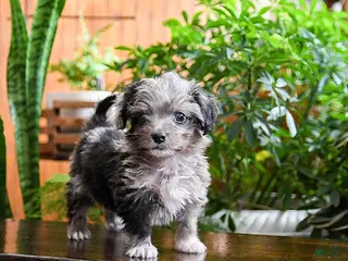 Sheltiedoodle dogs Lolo - Ad 6