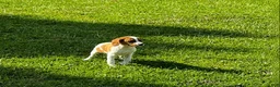 Brittany Spaniel dogs for sale: Tug - Ad 3