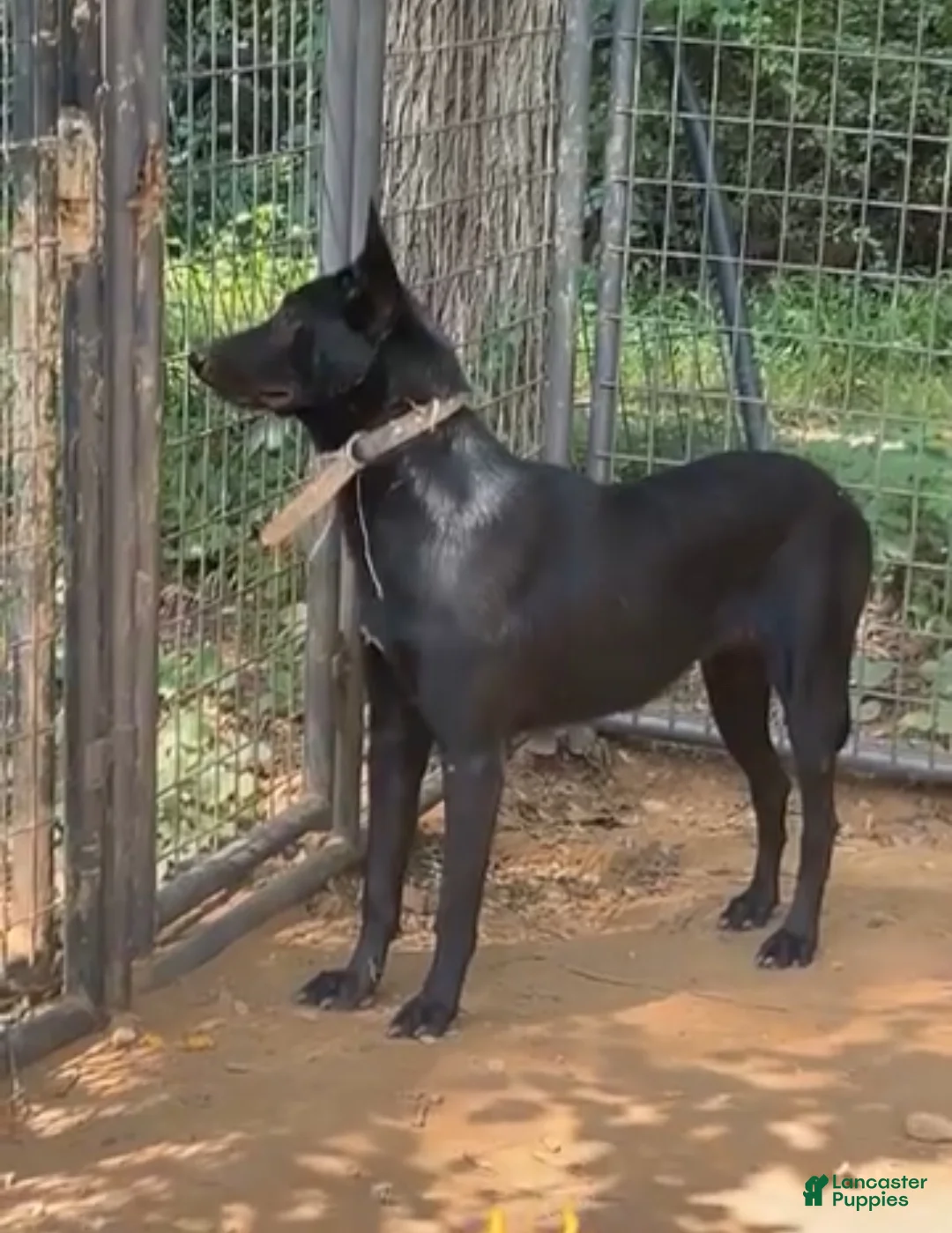 Belgian Malinois dogs for sale: Arthur - Ad 5