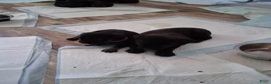 Cane Corso Puppy 5