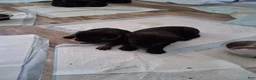 Cane Corso dogs for sale: Cane Corso Puppy 5 - Ad 1