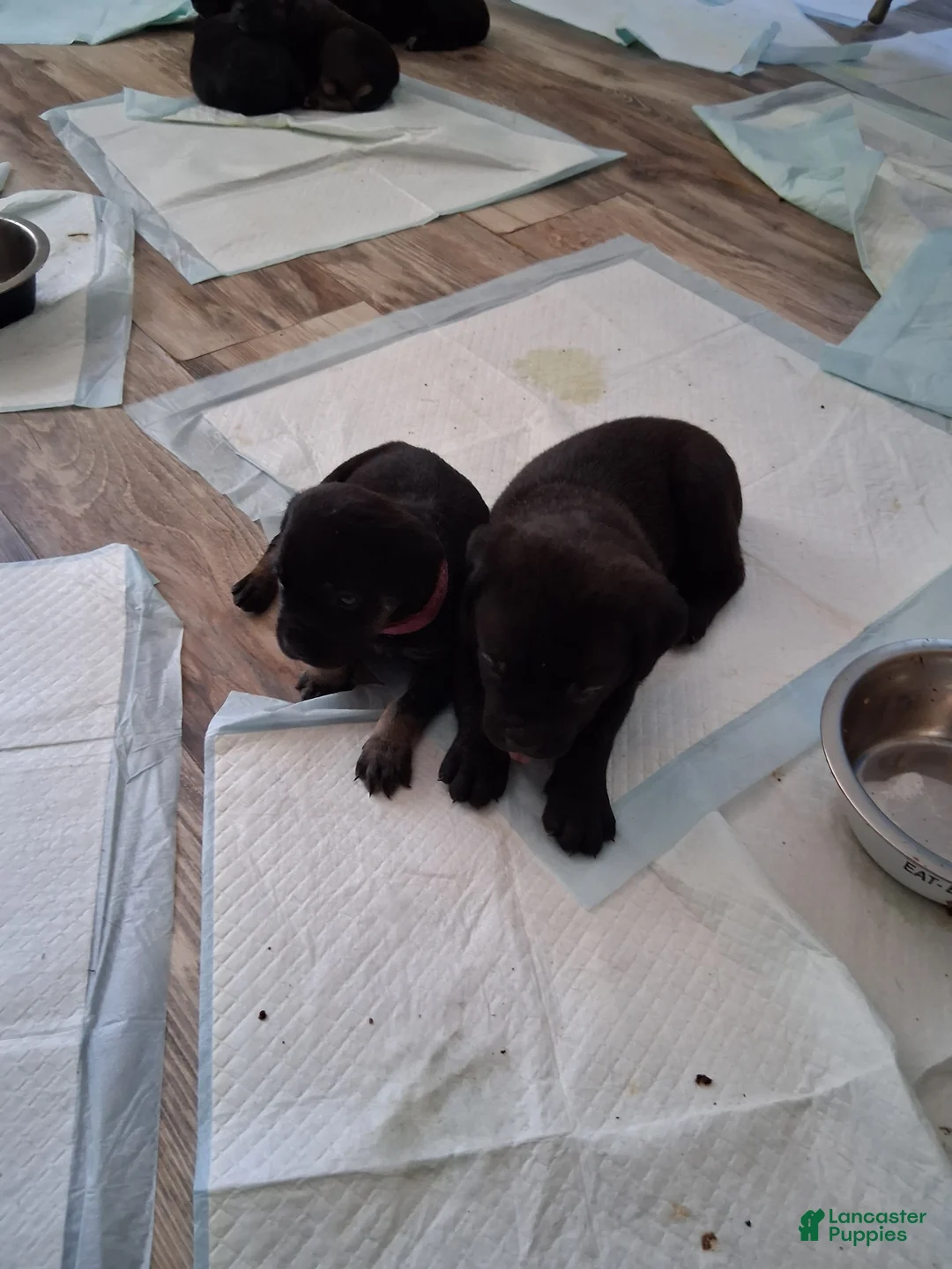 Cane Corso dogs for sale: Cane Corso Puppy 5 - Ad 1