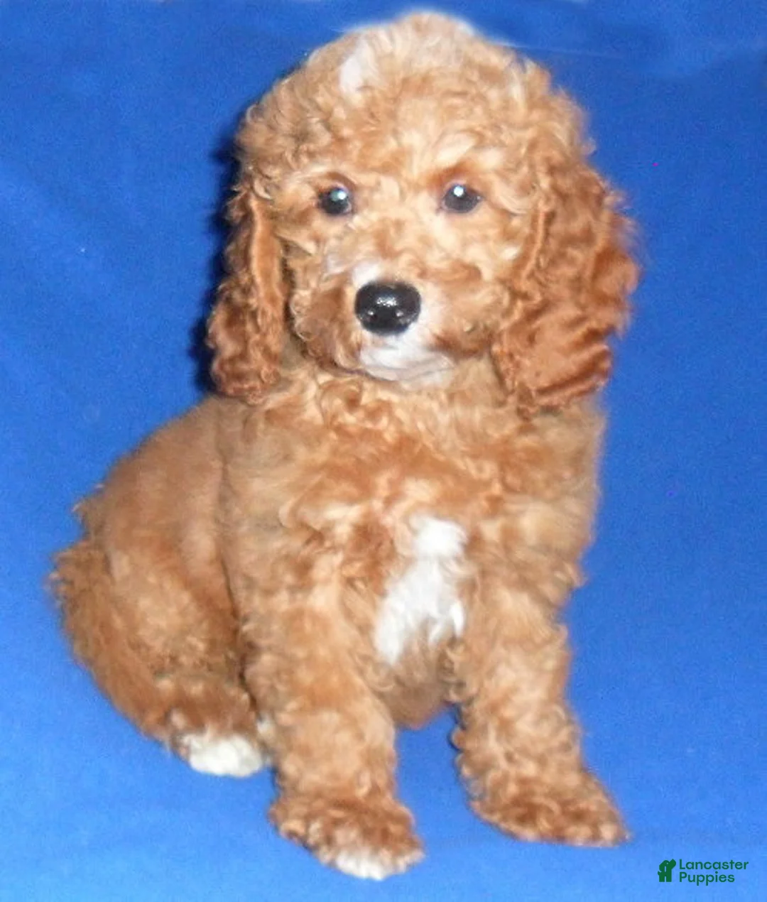Cockapoo dogs for sale: Cooper - Ad 4