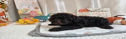 Miniature Poodle dogs for sale: Armstrong J. - Ad 8