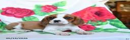 Beaglier dogs for sale: Crandall - Ad 3
